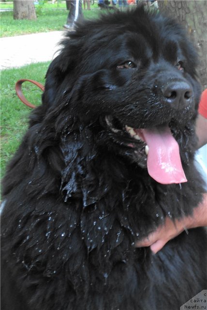 Фото: ньюфаундленд Rimskaya Imperiya (Римская Империя)