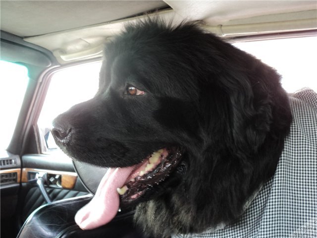 Фото: ньюфаундленд Rimskaya Imperiya (Римская Империя)