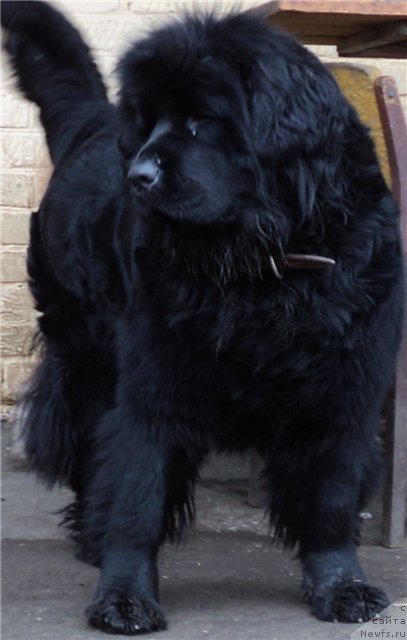 Фото: ньюфаундленд Rimskaya Imperiya (Римская Империя)