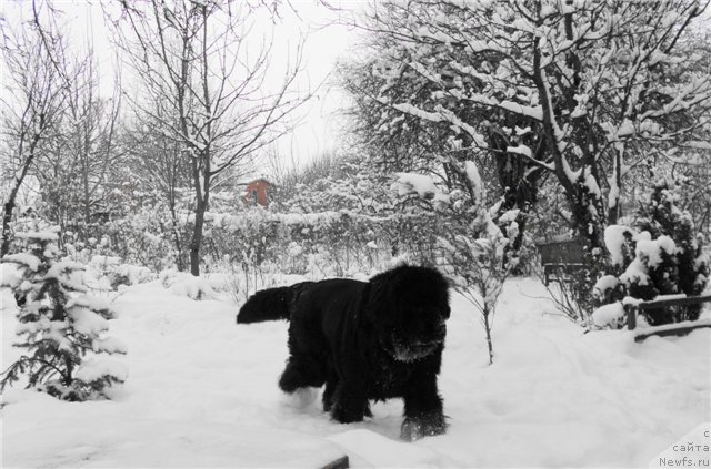 Фото: ньюфаундленд Rimskaya Imperiya (Римская Империя)