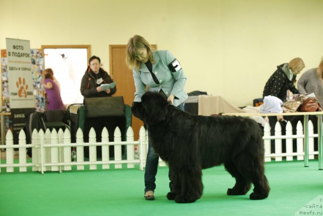 Фото: ньюфаундленд Black Clouds Criminal Minds at Stealbears
