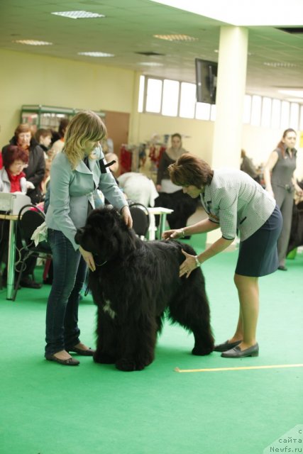 Фото: ньюфаундленд Black Clouds Criminal Minds at Stealbears