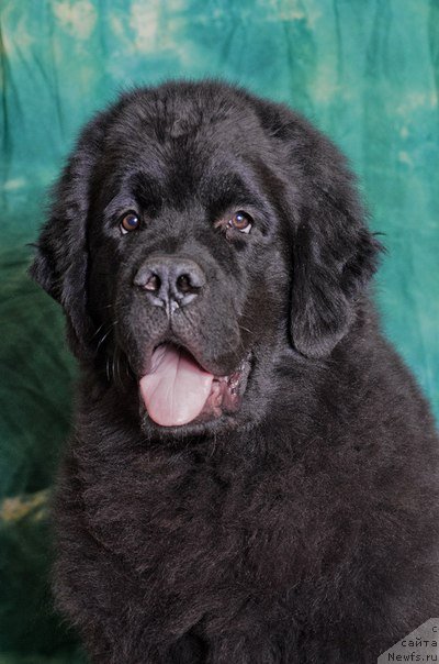 Фото: ньюфаундленд Princ Al'finskiy (Принц Альфинский)