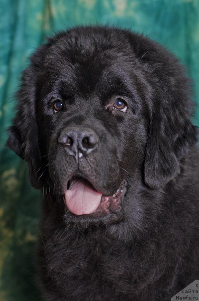 Фото: ньюфаундленд Princ Al'finskiy (Принц Альфинский)