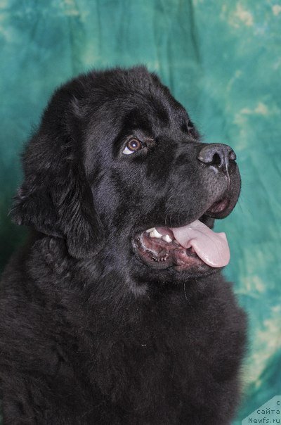 Фото: ньюфаундленд Princ Al'finskiy (Принц Альфинский)