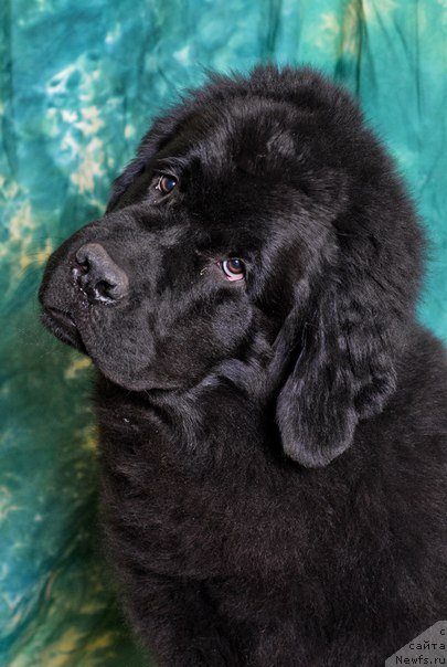 Фото: ньюфаундленд Princ Al'finskiy (Принц Альфинский)