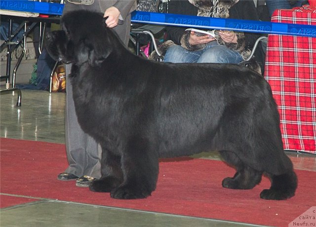 Фотография № 92819