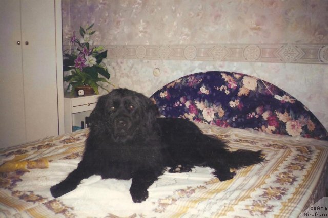 Фото: ньюфаундленд Ul'rika (Ульрика)