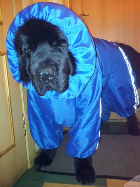 Фото: ньюфаундленд Kapitan N'yufort (Капитан Ньюфорт)