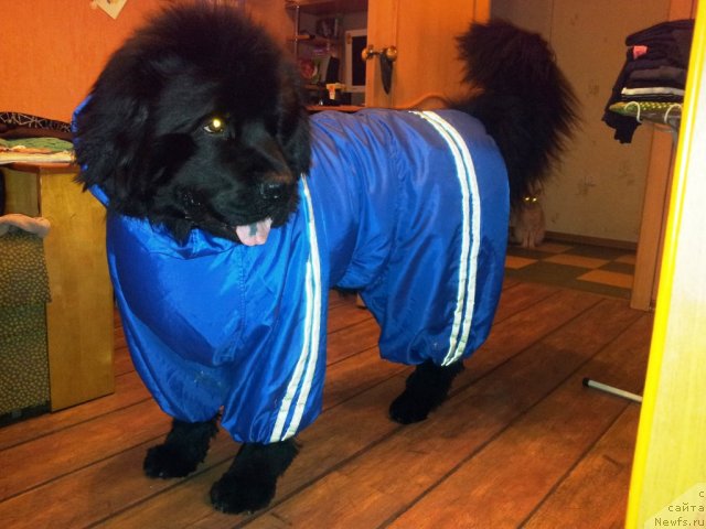 Фото: ньюфаундленд Kapitan N'yufort (Капитан Ньюфорт)