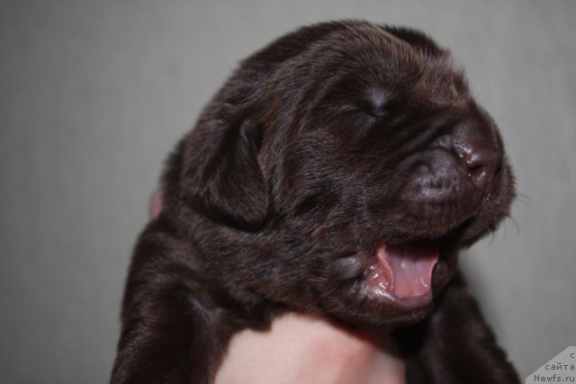 Фото: Щенки, ньюфаундленд Jguchiy Bryunet s Berega Dona (Жгучий Брюнет с Берега Дона), ньюфаундленд Aquatoriya Kelvin Zavetnaya Mechta (Акватория Келвин Заветная Мечта), апрель 2012