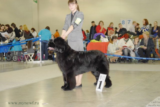 Фото: ньюфаундленд Plushevaya Panda Udivitelnaja Kejt (Плюшевая Панда Удивительная Кейт)
