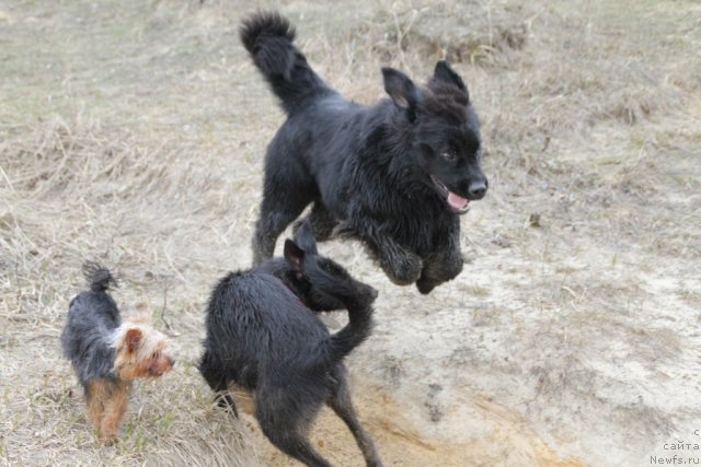 Фото: Ol'ga CHistyakova (Ольга Чистякова), ньюфаундленд Adelina Doch' Koketki (Аделина Дочь Кокетки)