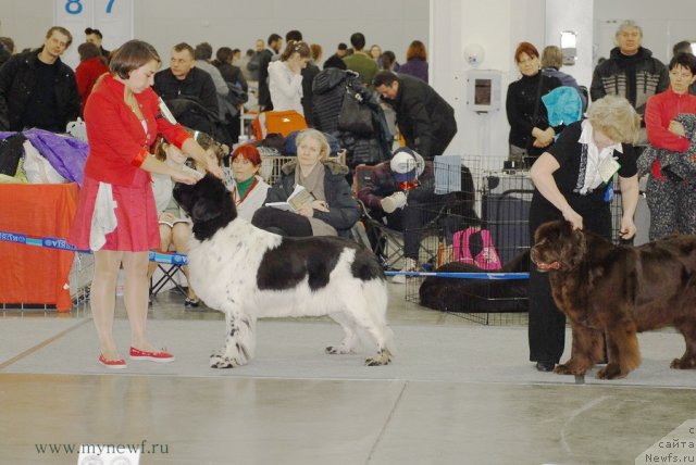 Фото: ньюфаундленд Don't Worry Be Happy de L'Etoile de Cyrice, ньюфаундленд Igerma iz Akademii Shokolada (Игерма из Академии Шоколада)