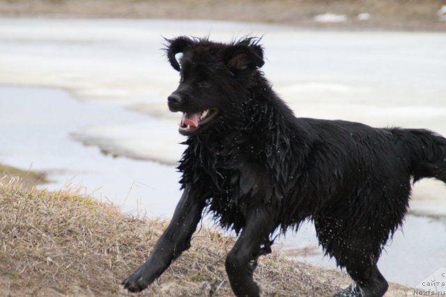 Фото: ньюфаундленд Adelina Doch' Koketki (Аделина Дочь Кокетки)