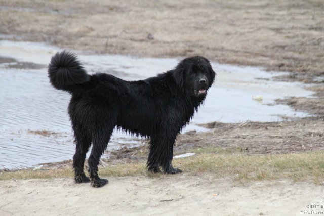 Фото: ньюфаундленд Adelina Doch' Koketki (Аделина Дочь Кокетки)