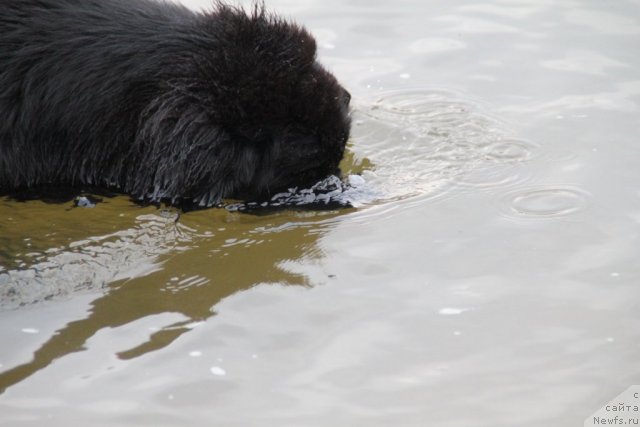 Фото: ньюфаундленд Adelina Doch' Koketki (Аделина Дочь Кокетки)