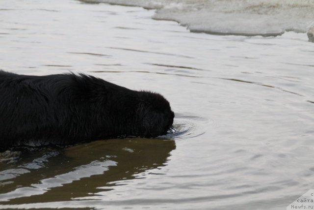 Фото: ньюфаундленд Adelina Doch' Koketki (Аделина Дочь Кокетки)