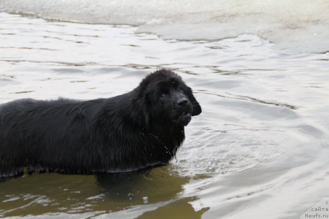 Фото: ньюфаундленд Adelina Doch' Koketki (Аделина Дочь Кокетки)
