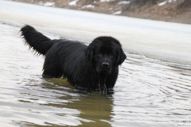 Фото: ньюфаундленд Adelina Doch' Koketki (Аделина Дочь Кокетки)