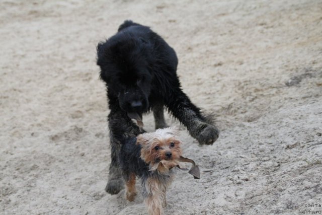 Фото: ньюфаундленд Adelina Doch' Koketki (Аделина Дочь Кокетки)