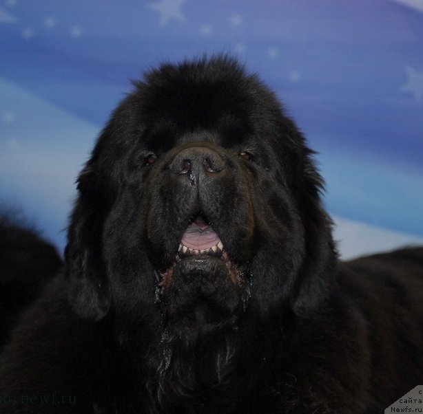 Фотография № 92891