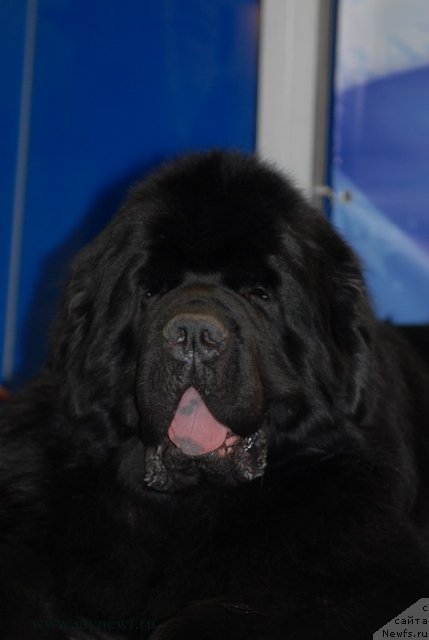 Фотография № 92893