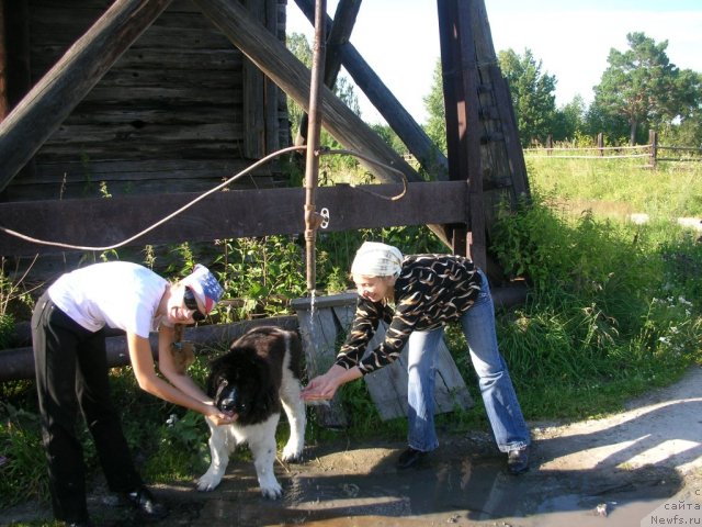 Фото: ньюфаундленд Otvajnyiy Ryicar' Ayvengo iz Tihogo Omuta (Отважный Рыцарь Айвенго из Тихого Омута), [p2346] Татьяна