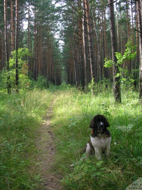 Фото: ньюфаундленд Otvajnyiy Ryicar' Ayvengo iz Tihogo Omuta (Отважный Рыцарь Айвенго из Тихого Омута)