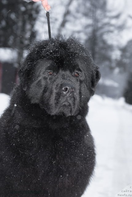 Фото: ньюфаундленд Sent Djons Hyeppi Gou Lakki (Сент Джонс Хэппи Гоу Лакки)