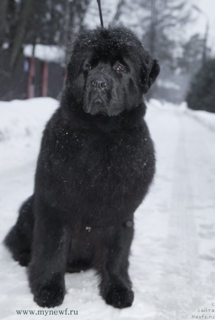 Фото: ньюфаундленд Sent Djons Hyeppi Gou Lakki (Сент Джонс Хэппи Гоу Лакки)