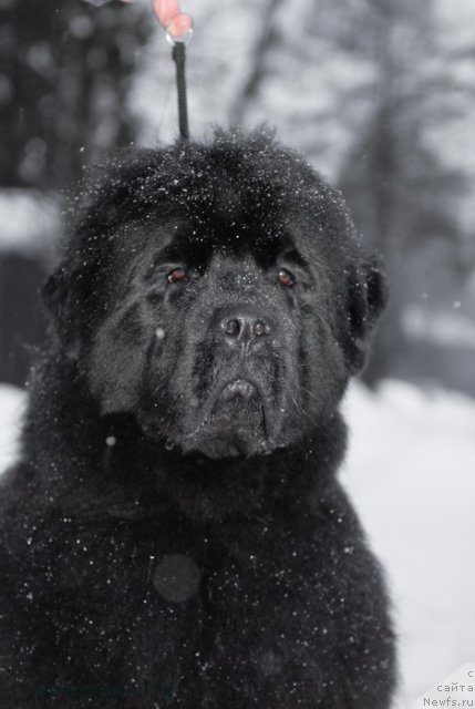 Фото: ньюфаундленд Sent Djons Hyeppi Gou Lakki (Сент Джонс Хэппи Гоу Лакки)