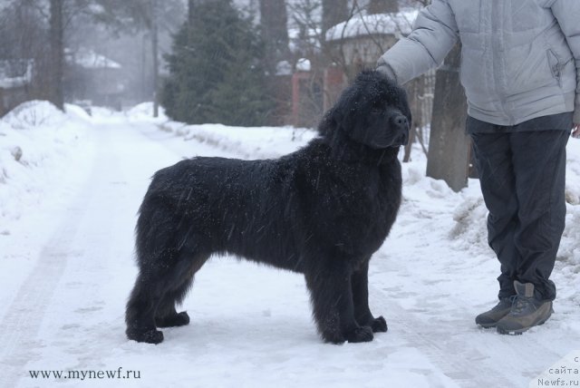 Фото: ньюфаундленд Sent Djons Hyeppi Gou Lakki (Сент Джонс Хэппи Гоу Лакки)