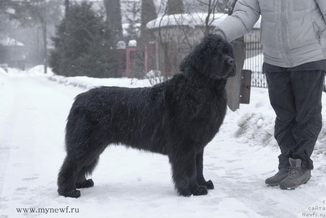 Фото: ньюфаундленд Sent Djons Hyeppi Gou Lakki (Сент Джонс Хэппи Гоу Лакки)