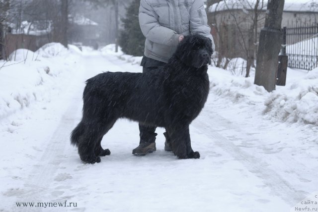 Фото: ньюфаундленд Sent Djons Hyeppi Gou Lakki (Сент Джонс Хэппи Гоу Лакки)