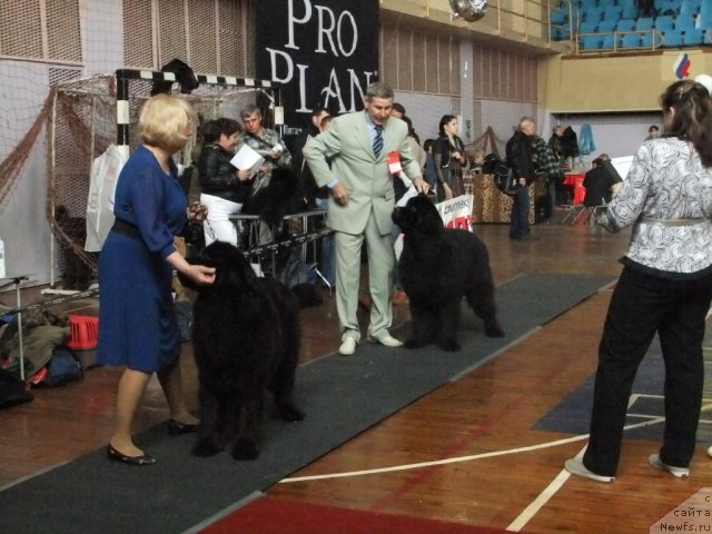 Фото: ньюфаундленд Sent Djons Harebell (Сент Джонс Харебелл), ньюфаундленд Noyri Imperial iz Medvejyego Yara (Нойри Империал из Медвежьего Яра)