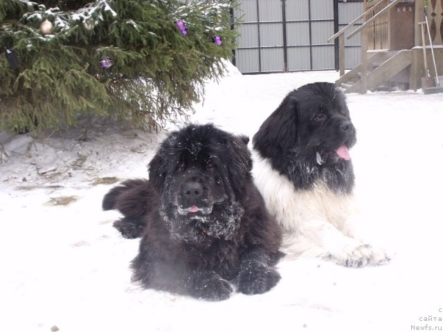 Фото: ньюфаундленд Toptyijka Siyanie ot Aysberga (Топтыжка Сияние от Айсберга), ньюфаундленд Super Premium Zhodo Ferolli (Супер Премиум Жодо Феролли)