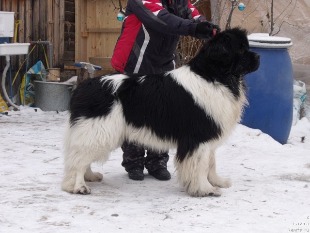 Фото: ньюфаундленд Super Premium Zhodo Ferolli (Супер Премиум Жодо Феролли)