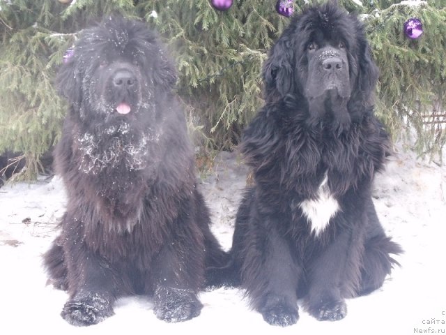 Фото: ньюфаундленд Toptyijka Siyanie ot Aysberga (Топтыжка Сияние от Айсберга), ньюфаундленд Super Bizon Antaliya (Супер Бизон Анталия)