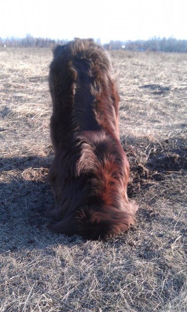 Фото: ньюфаундленд Bagryanaya Osen' iz Arkaima (Багряная Осень из Аркаима)