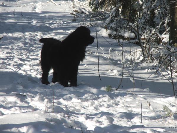 Фото: ньюфаундленд Plushevaya Panda Barhatnaya Roza (Плюшевая Панда Бархатная Роза)