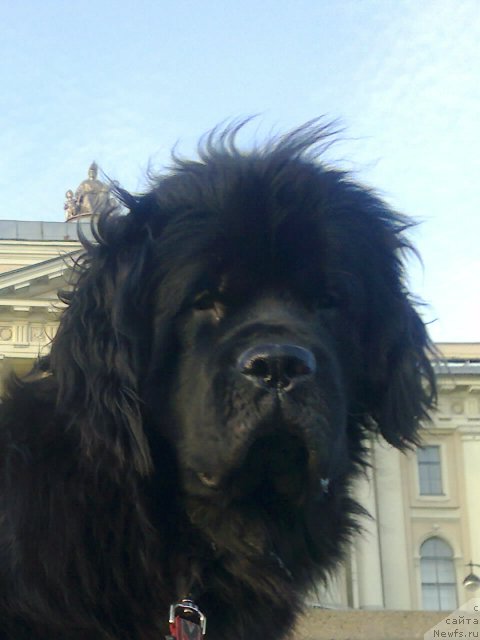 Фото: ньюфаундленд Tsinnamon Bel' Fra Sharmel iz Arkaima (Циннамон БельФра Шармэль из Аркаима)