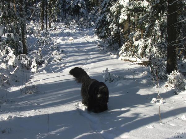 Фото: ньюфаундленд Plushevaya Panda Alex Show (Плюшевая Панда Алекс Шоу)