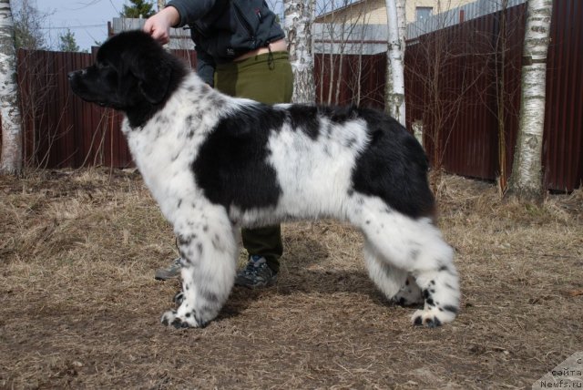 Фото: ньюфаундленд Fluffy Avalancn Small Star Will Outshine All (Флюфи Аваланч Смалл Стар Вилл Оутшине Алл)