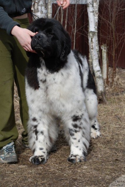 Фото: ньюфаундленд Fluffy Avalancn Small Star Will Outshine All (Флюфи Аваланч Смалл Стар Вилл Оутшине Алл)