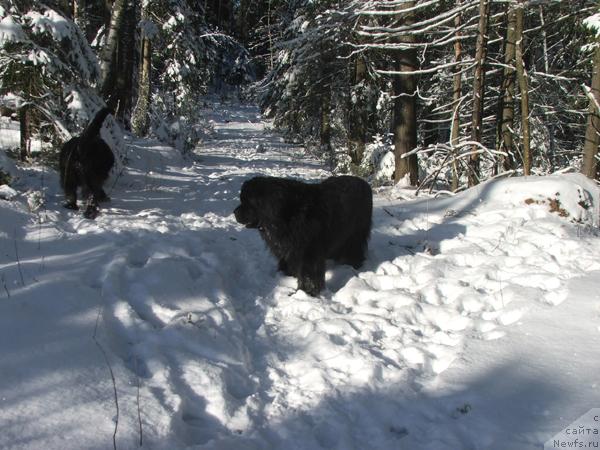 Фото: ньюфаундленд Plushevaya Panda Alex Show (Плюшевая Панда Алекс Шоу)