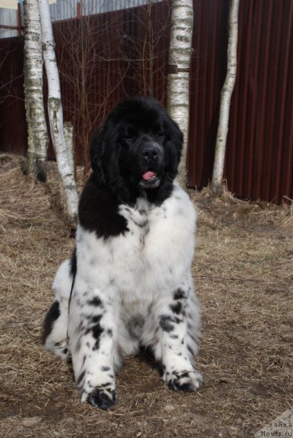 Фото: ньюфаундленд Fluffy Avalancn Small Star Will Outshine All (Флюфи Аваланч Смалл Стар Вилл Оутшине Алл)