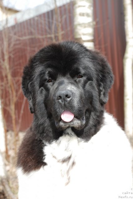 Фото: ньюфаундленд Fluffy Avalancn Small Star Will Outshine All (Флюфи Аваланч Смалл Стар Вилл Оутшине Алл)