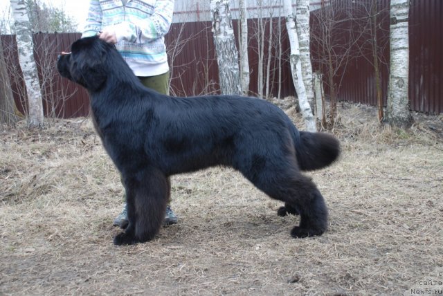 Фото: ньюфаундленд Piternyuf Mont Blanc (Питерньюф Монт Бланк)