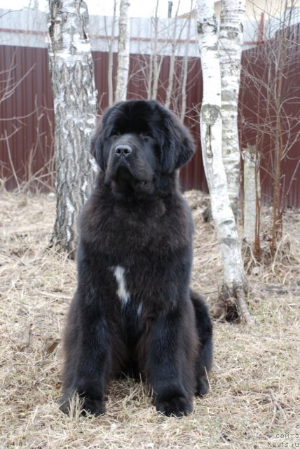 Фото: ньюфаундленд Piternyuf Mont Blanc (Питерньюф Монт Бланк)